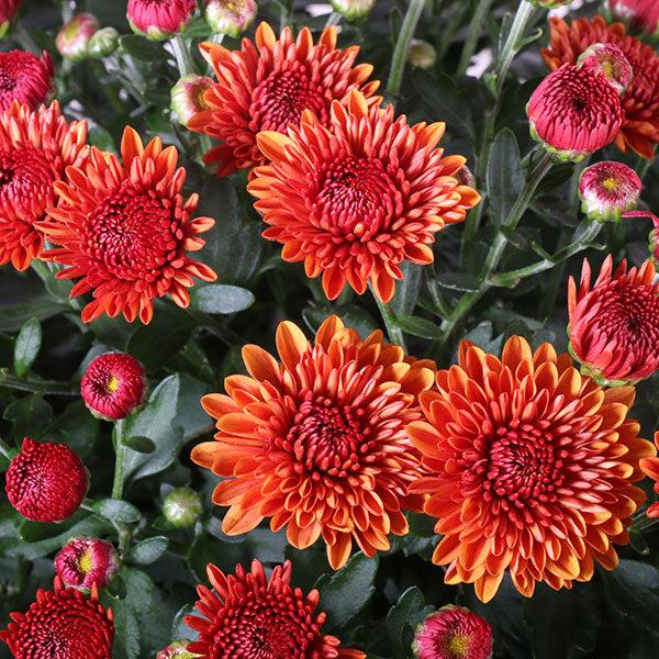 266 Mum Orange Spicy Cheryl Orange - View 6 from www redcrocus com