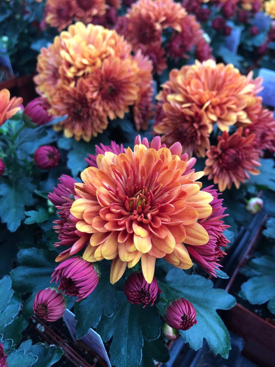 266 Mum Orange Spicy Cheryl Orange - View 7 from www redcrocus com