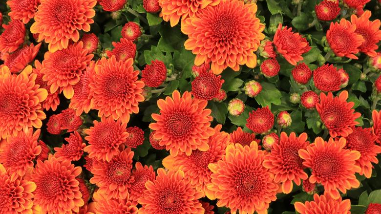 266 Mum Orange Spicy Cheryl Orange - View 9 from www redcrocus com