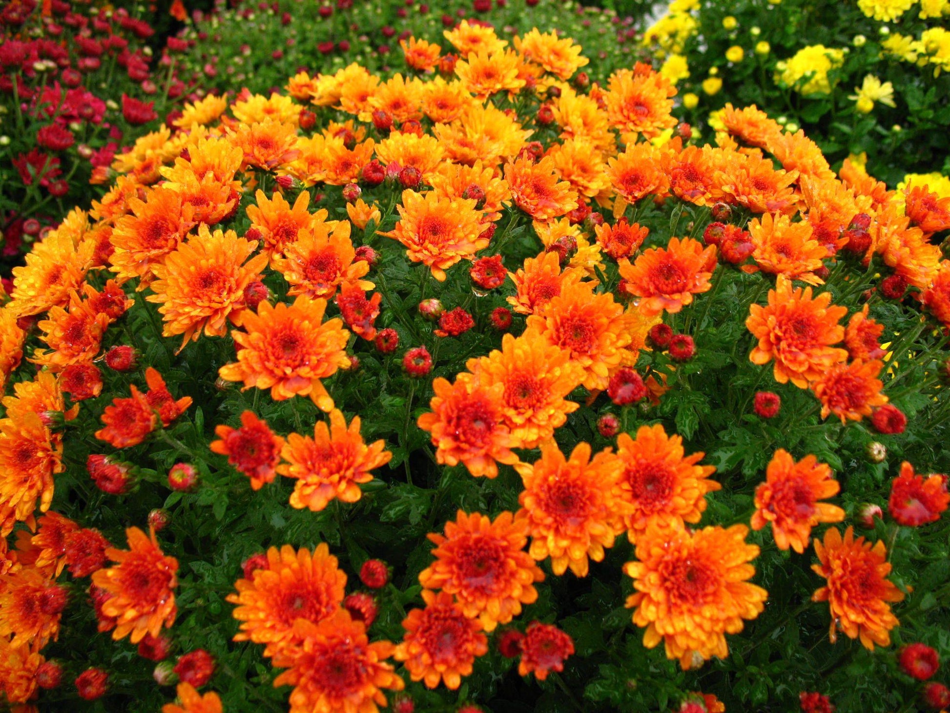 285 Mum Orange Miranda Orange - View 12 from www redcrocus com