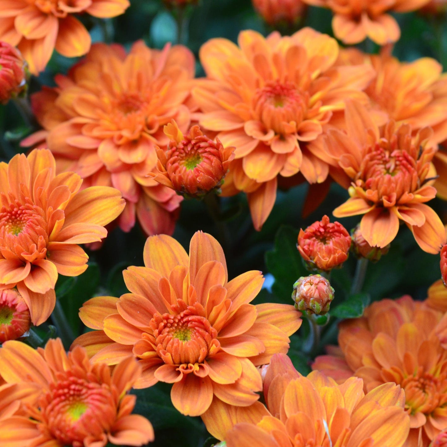 285 Mum Orange Miranda Orange - View 9 from www redcrocus com