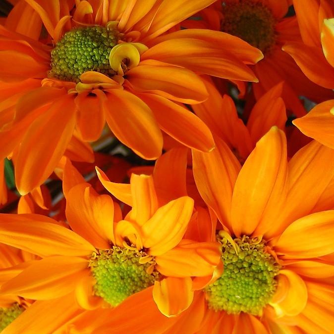 286 Mum Orange Petit Orange Daisy - View 5 from www redcrocus com