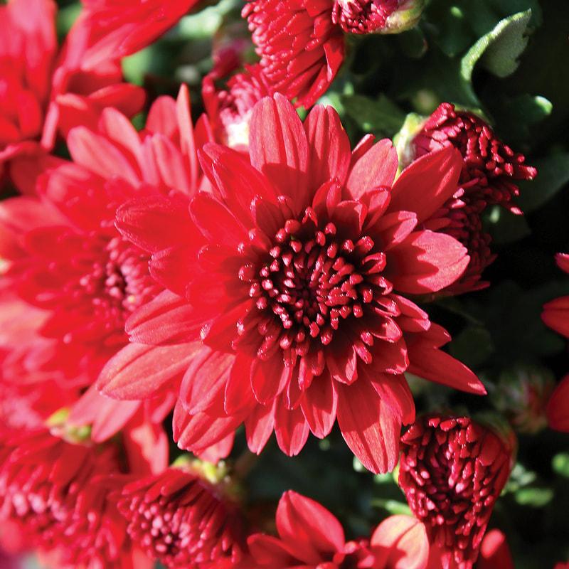 373 Mum Red Amadora Red - View 2 from www redcrocus com
