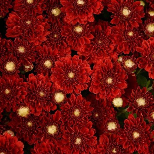 395 Mum Red Aideen Red Fire - View 1 from www redcrocus com