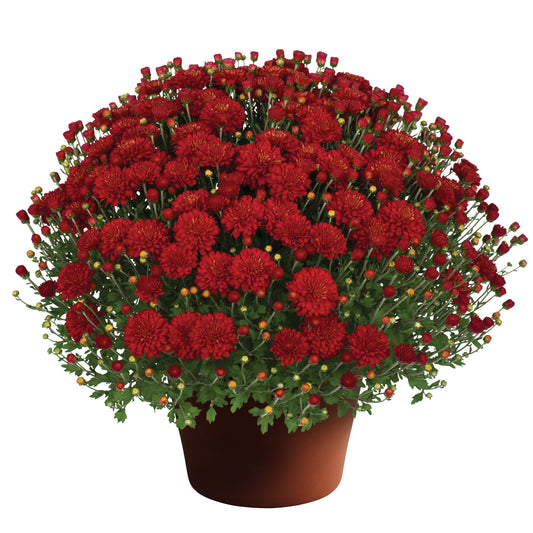 420 Mum Red Hestia Hot Red - View 1 from www redcrocus com