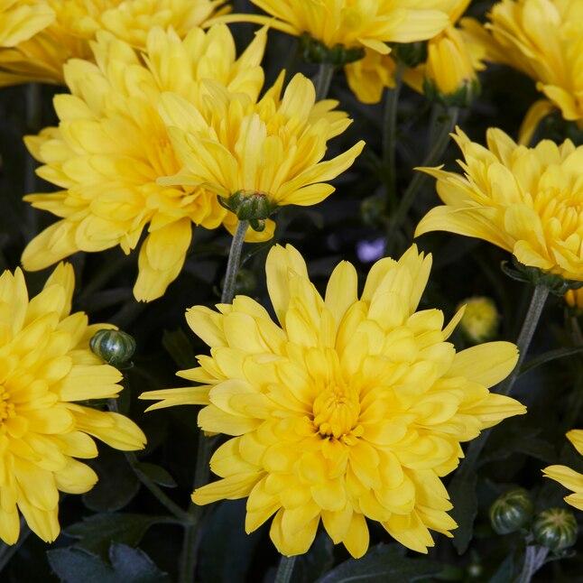 430 Mum Yellow Sinelli Yellow - View 13 from www redcrocus com