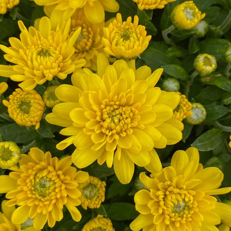 430 Mum Yellow Sinelli Yellow - View 1 from www redcrocus com