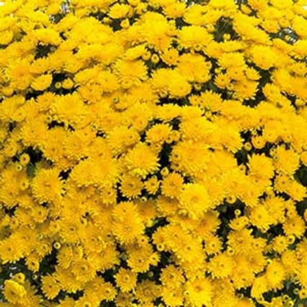 430 Mum Yellow Sinelli Yellow - View 2 from www redcrocus com