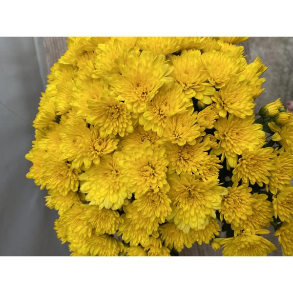 430 Mum Yellow Sinelli Yellow - View 4 from www redcrocus com