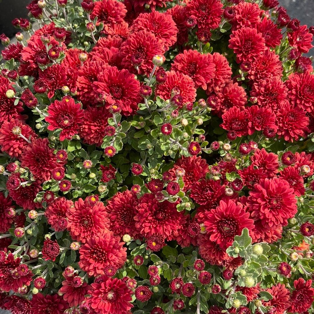 438 Mum Red Radiant Red - View 7 from www redcrocus com