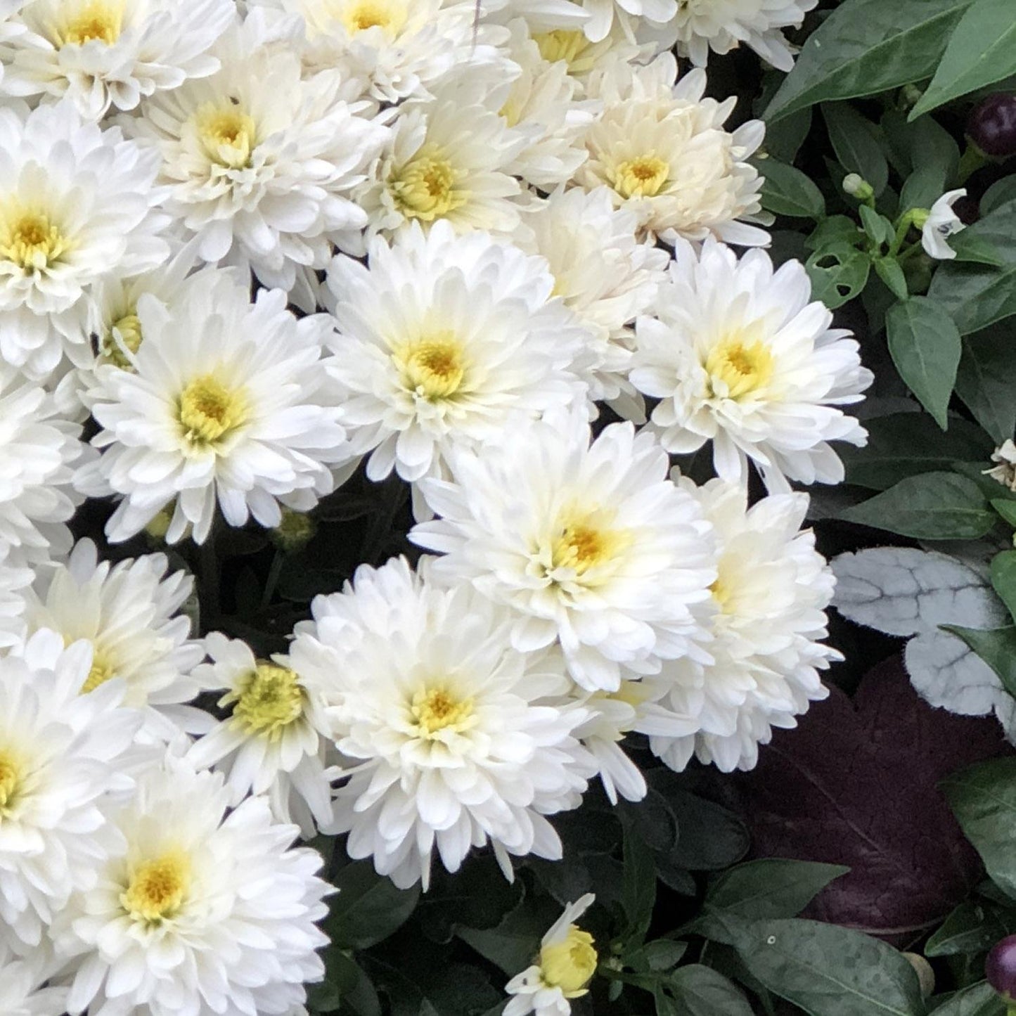 450 Mum White Moonglow White - View 8 from www redcrocus com