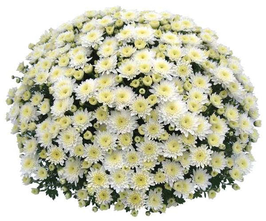 451 Mum White Prima White - View 1 from www redcrocus com