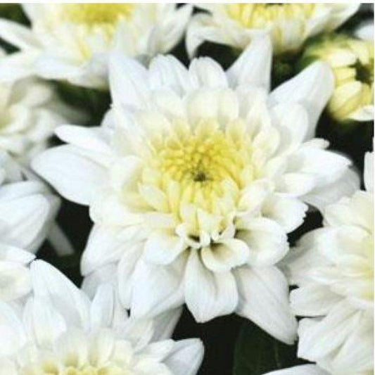 463 Mum White Celestial White - View 1 from www redcrocus com