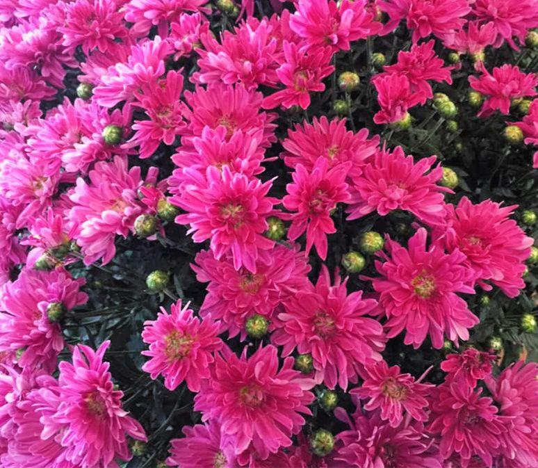 466 Mum Pink Stellar Pink - View 13 from www redcrocus com