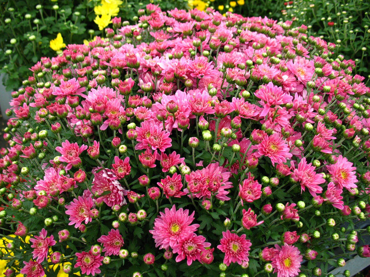 466 Mum Pink Stellar Pink - View 2 from www redcrocus com