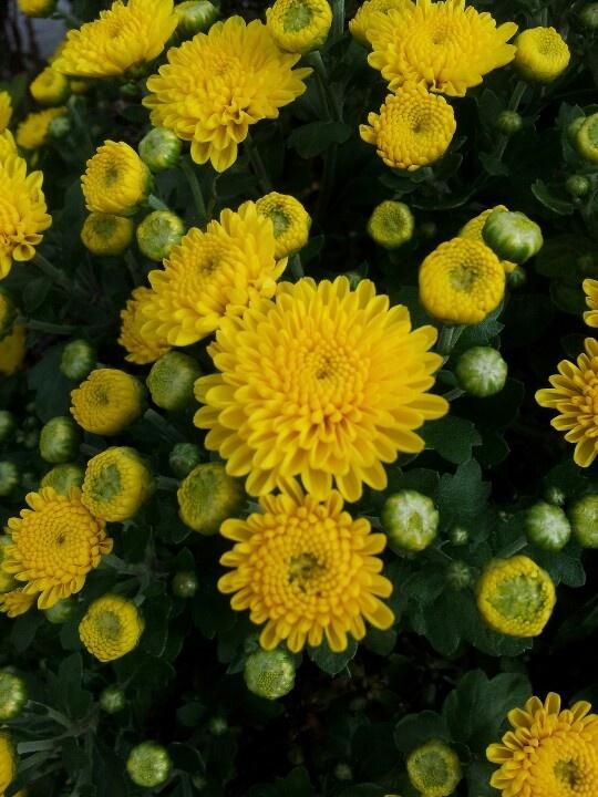 467 Mum Yellow Stellar Yellow - View 16 from www redcrocus com