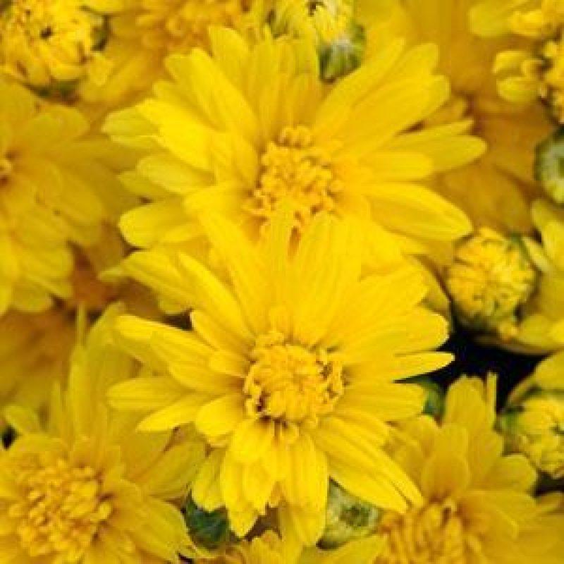467 Mum Yellow Stellar Yellow - View 1 from www redcrocus com