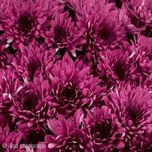 484 Mum Purple Plumberry Purple - View 9 from www redcrocus com