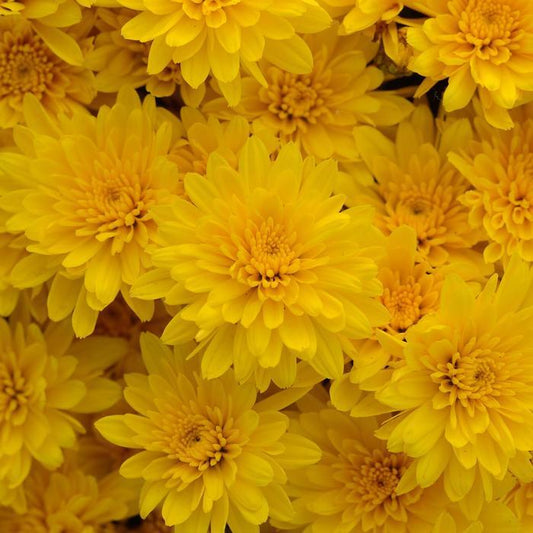 487 Mum Yellow Gold Riot Yellow - View 1 from www redcrocus com