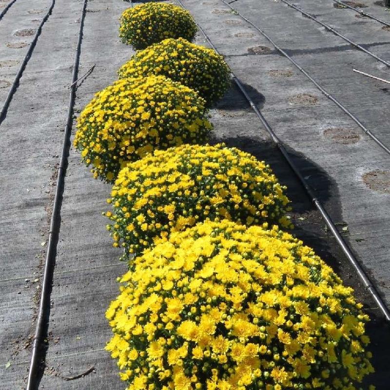 493 Mum Yellow Morgana Yellow - View 3 from www redcrocus com