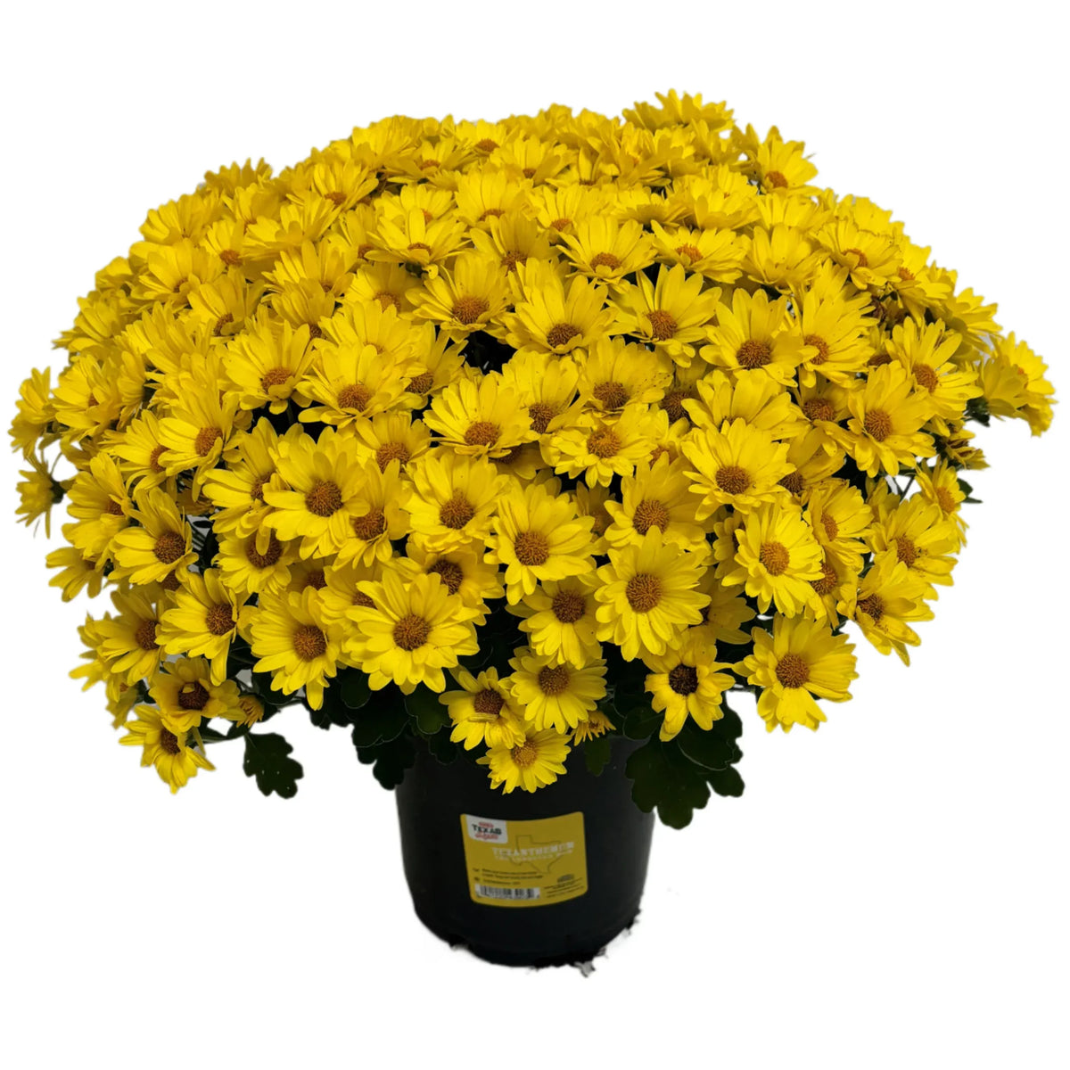 496 Mum Yellow Gold Cup Yellow - View 6 from www redcrocus com