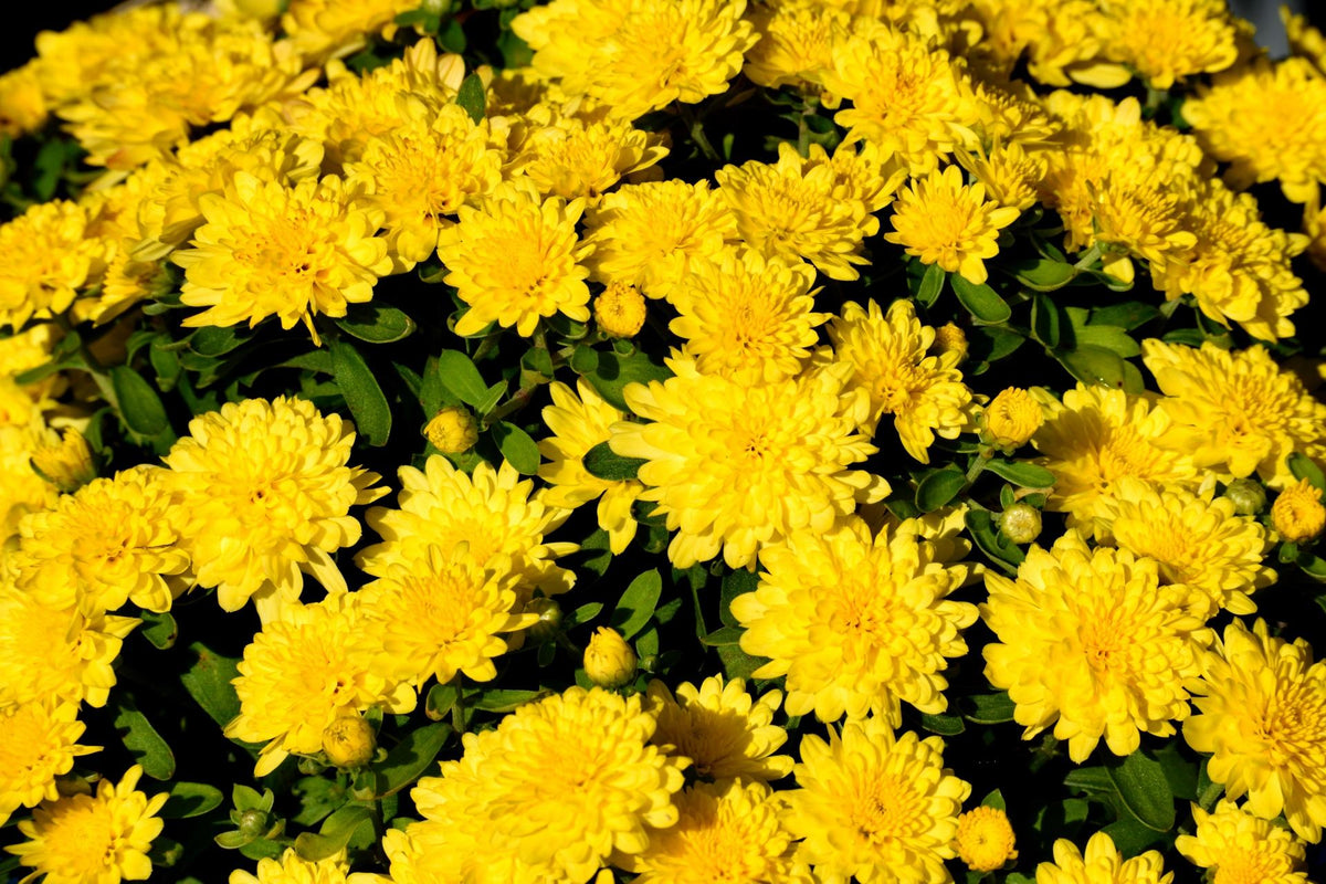 496 Mum Yellow Gold Cup Yellow - View 9 from www redcrocus com