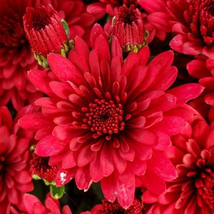 499 Mum Red Morgana Red - View 2 from www redcrocus com