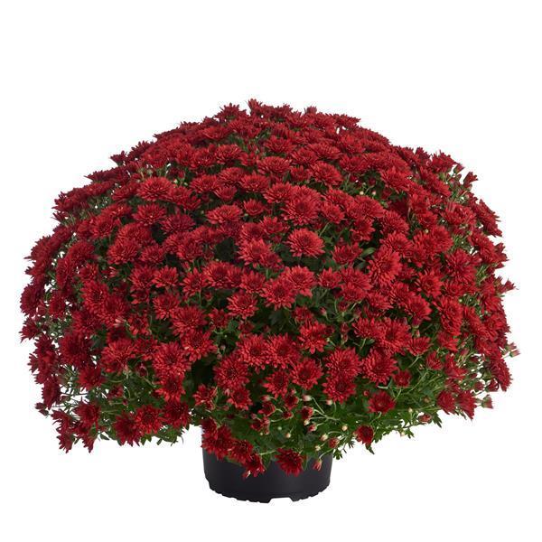 499 Mum Red Morgana Red - View 3 from www redcrocus com
