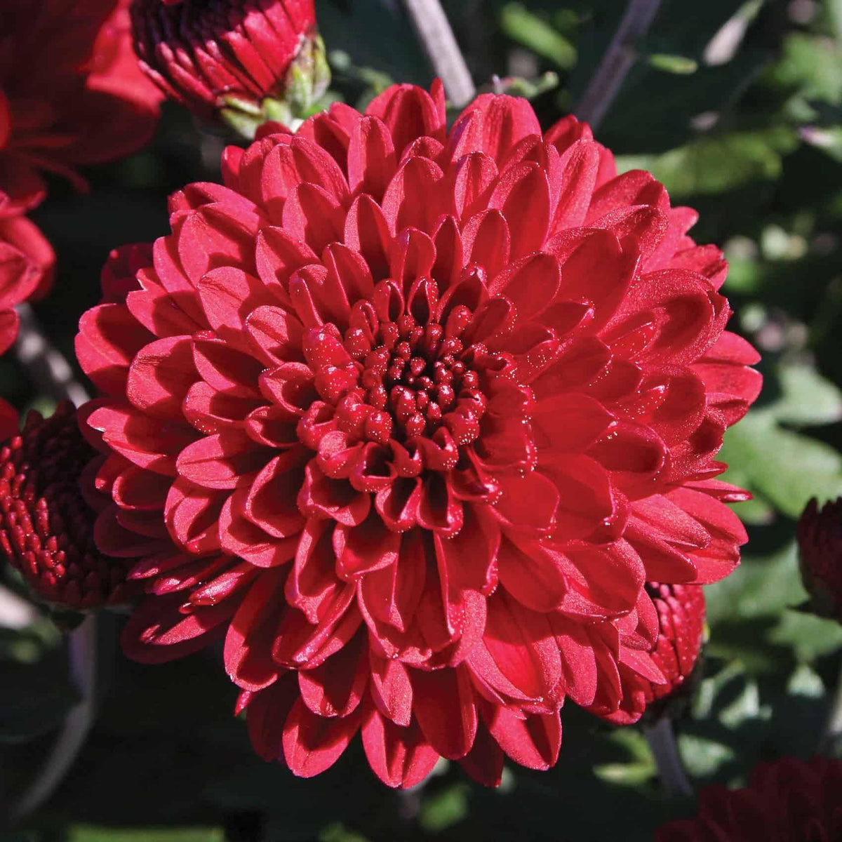 499 Mum Red Morgana Red - View 6 from www redcrocus com