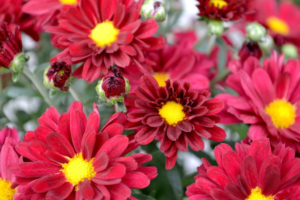 499 Mum Red Morgana Red - View 7 from www redcrocus com