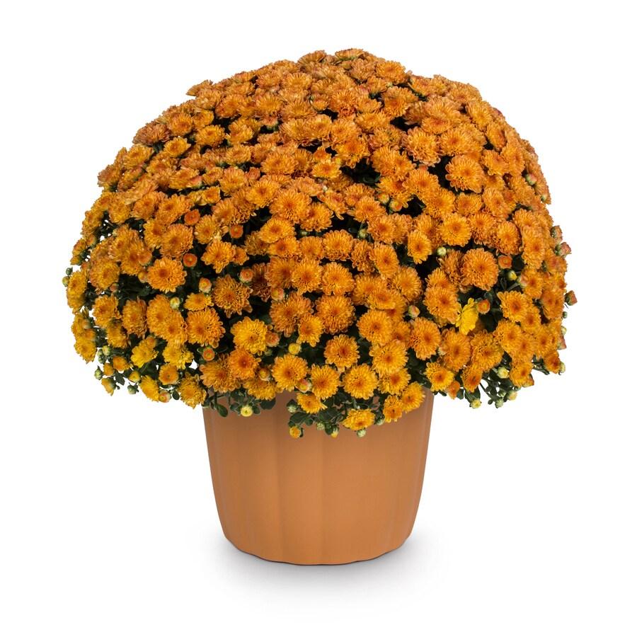 501 Mum Orange Orange Zest - View 15 from www redcrocus com