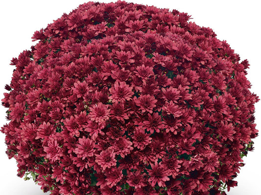 507 Mum Red Arluno Red - View 1 from www redcrocus com