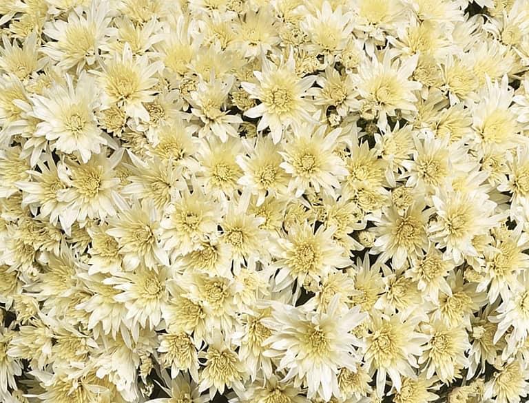 508 Mum White Arluno Vanilla White - View 2 from www redcrocus com
