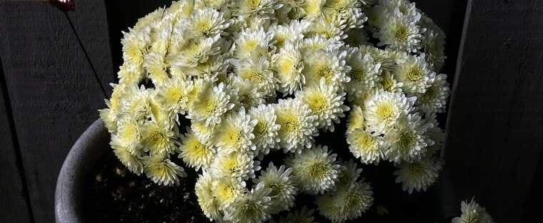 508 Mum White Arluno Vanilla White - View 4 from www redcrocus com