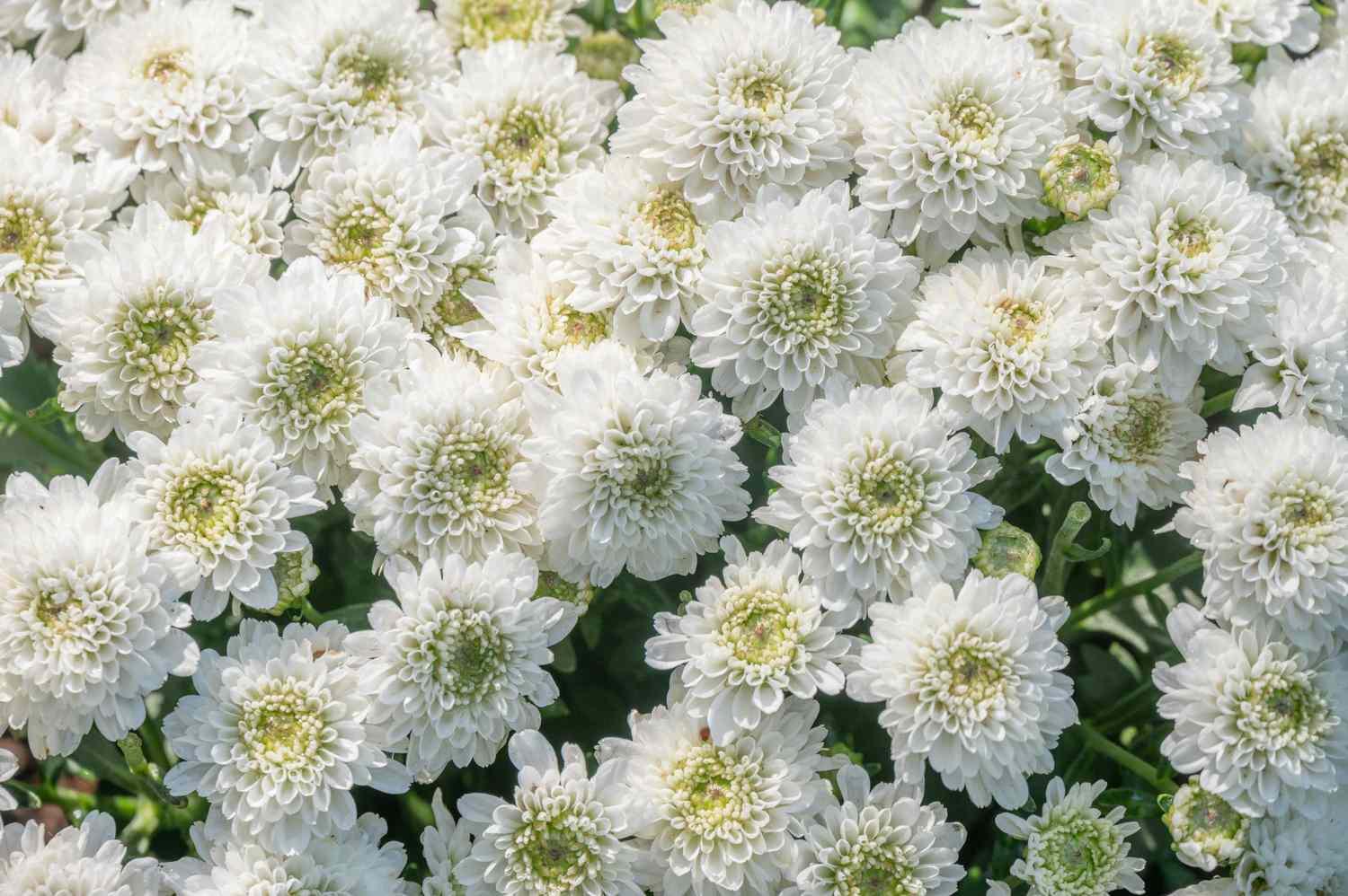 508 Mum White Arluno Vanilla White - View 7 from www redcrocus com