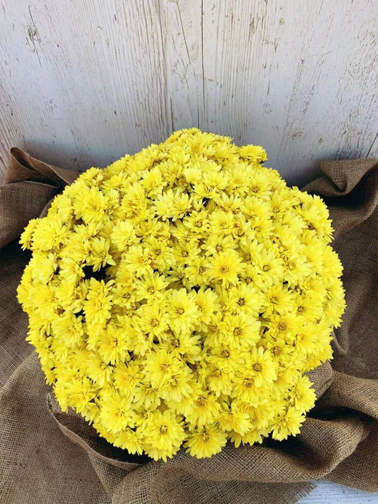 509 Mum Yellow Arluno Yellow - View 1 from www redcrocus com