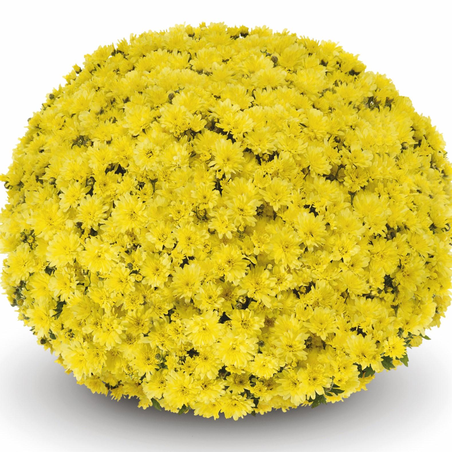 509 Mum Yellow Arluno Yellow - View 4 from www redcrocus com