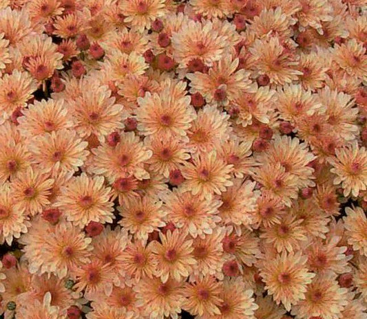 510 Mum Coral Fonti Coral - View 1 from www redcrocus com