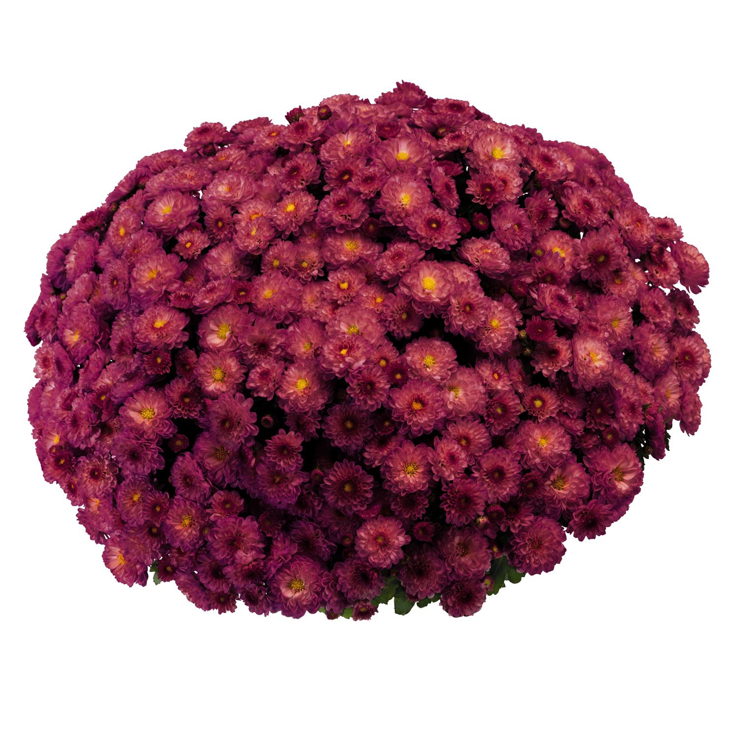 511 Mum Pink Fonti Dark Pink - View 10 from www redcrocus com