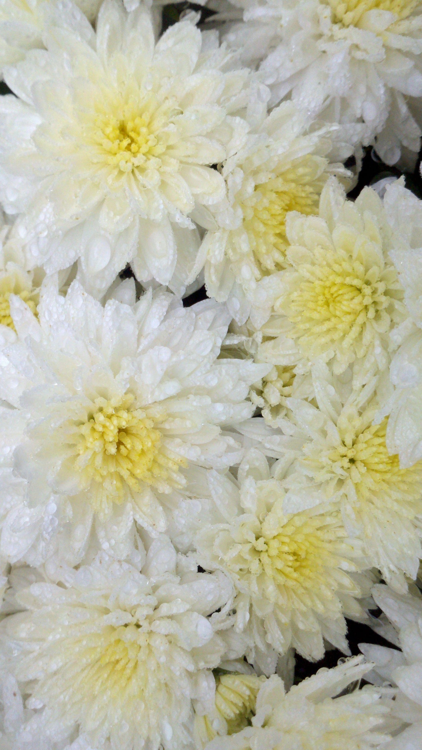 514 Mum White Fonti White - View 10 from www redcrocus com