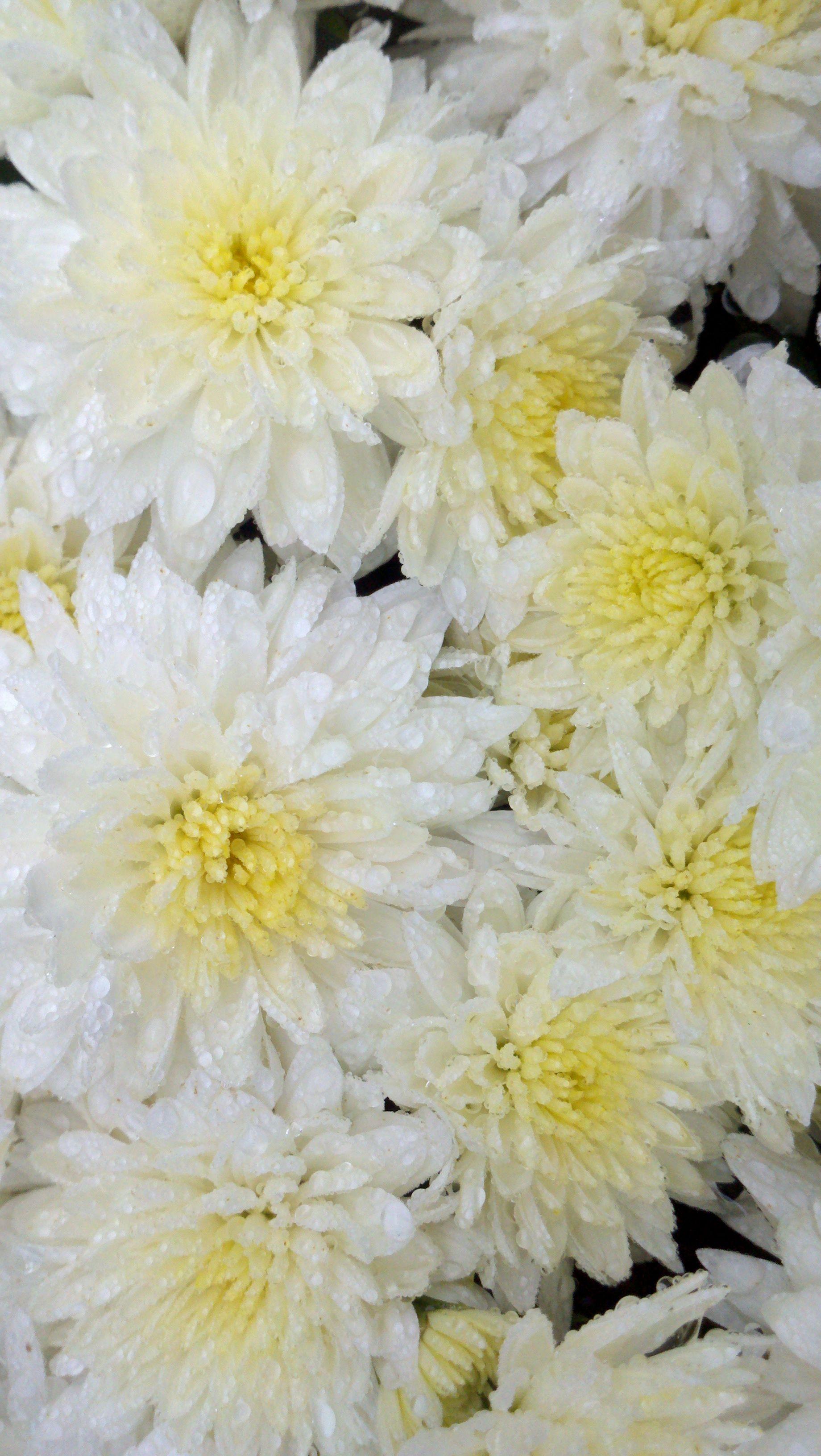 514 Mum White Fonti White - View 10 from www redcrocus com