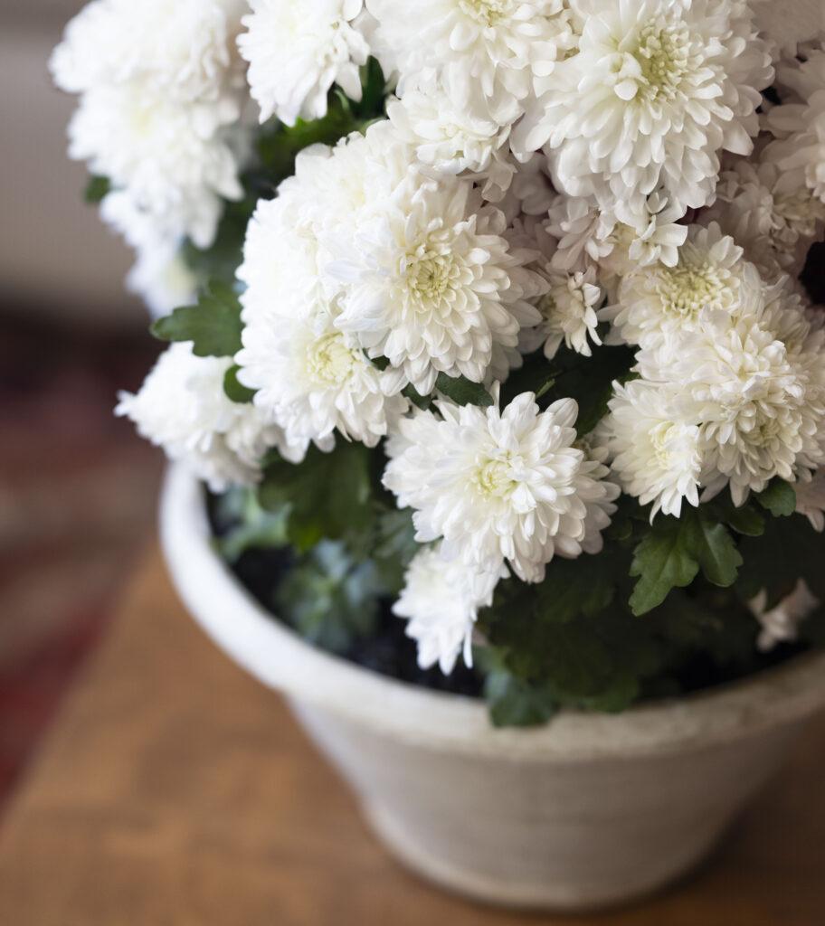 514 Mum White Fonti White - View 7 from www redcrocus com