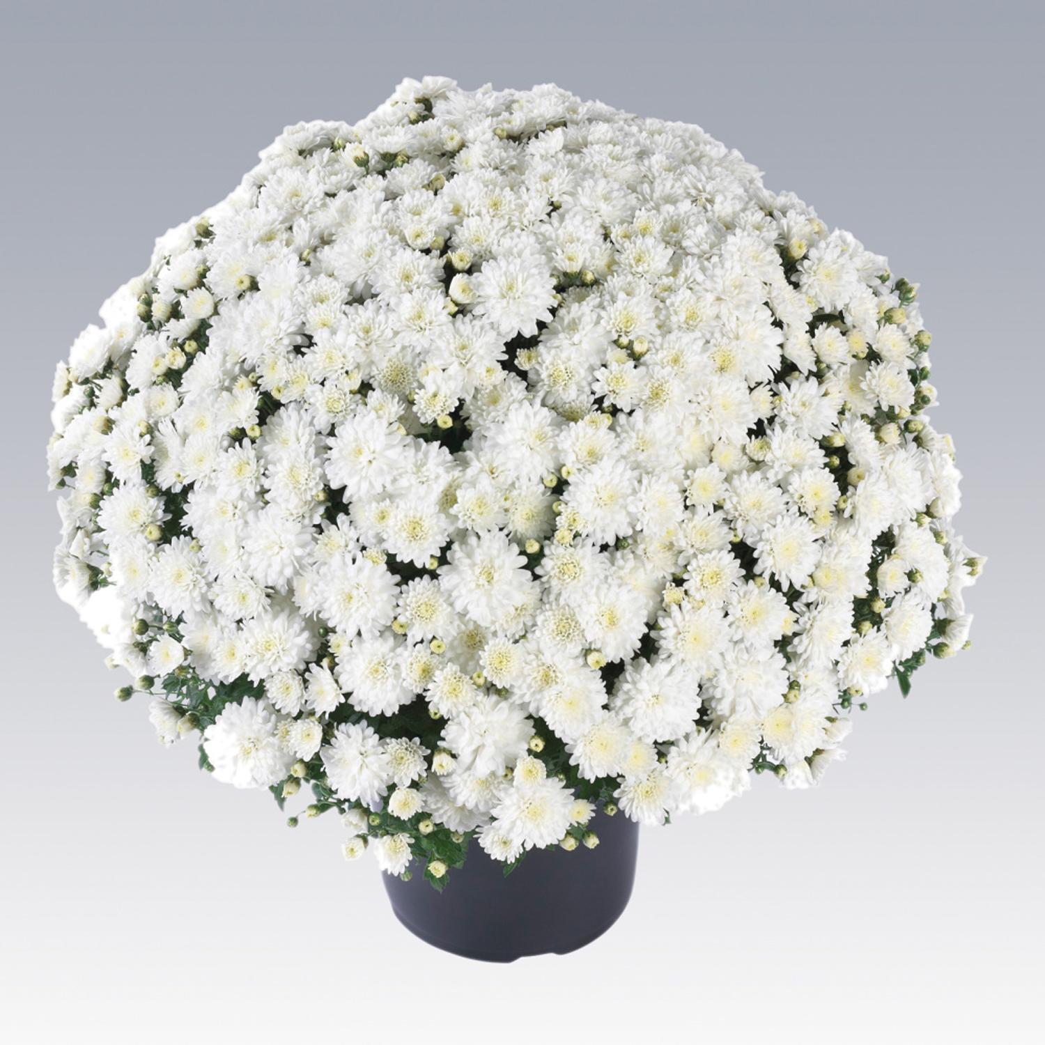 514 Mum White Fonti White - View 8 from www redcrocus com