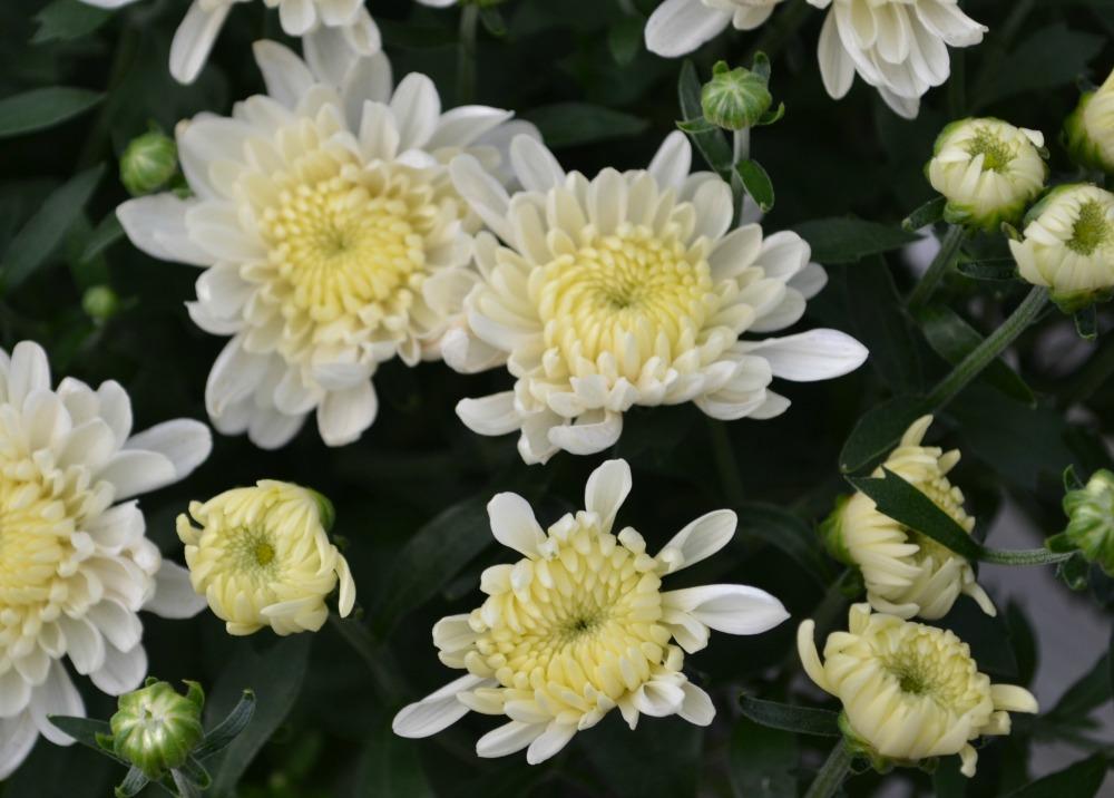514 Mum White Fonti White - View 9 from www redcrocus com