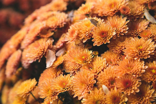 518 Mum Orange Morgana Orange - View 1 from www redcrocus com