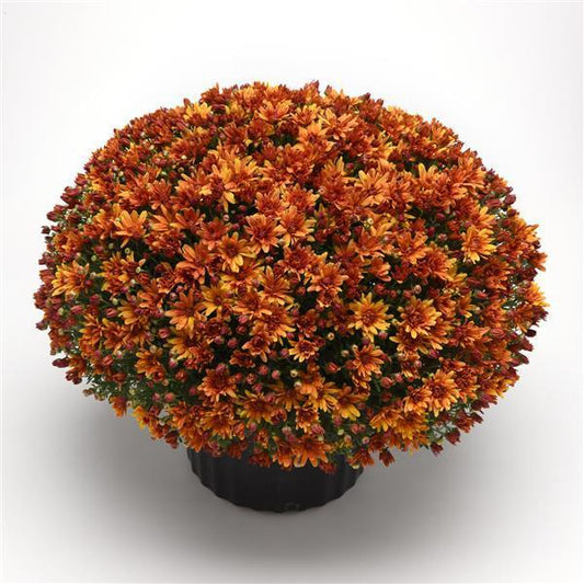 522 Mum Bronze Butternut Golden Bronze - View 1 from www redcrocus com