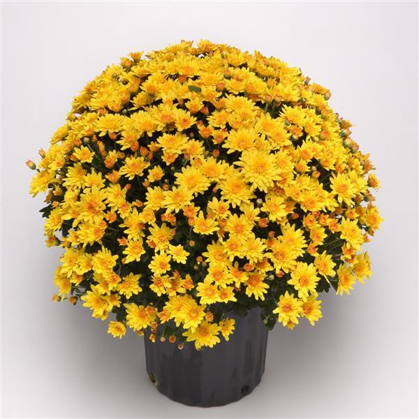 522 Mum Bronze Butternut Golden Bronze - View 5 from www redcrocus com