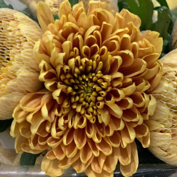 522 Mum Bronze Butternut Golden Bronze - View 9 from www redcrocus com