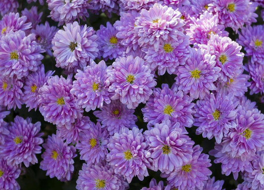 528 Mum Purple Baoli Lilac Purple - View 1 from www redcrocus com