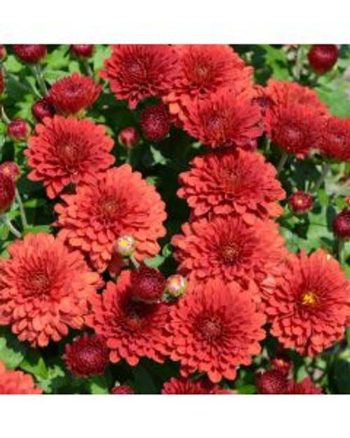 535 Mum Red Cosmic Fireball Red - View 13 from www redcrocus com